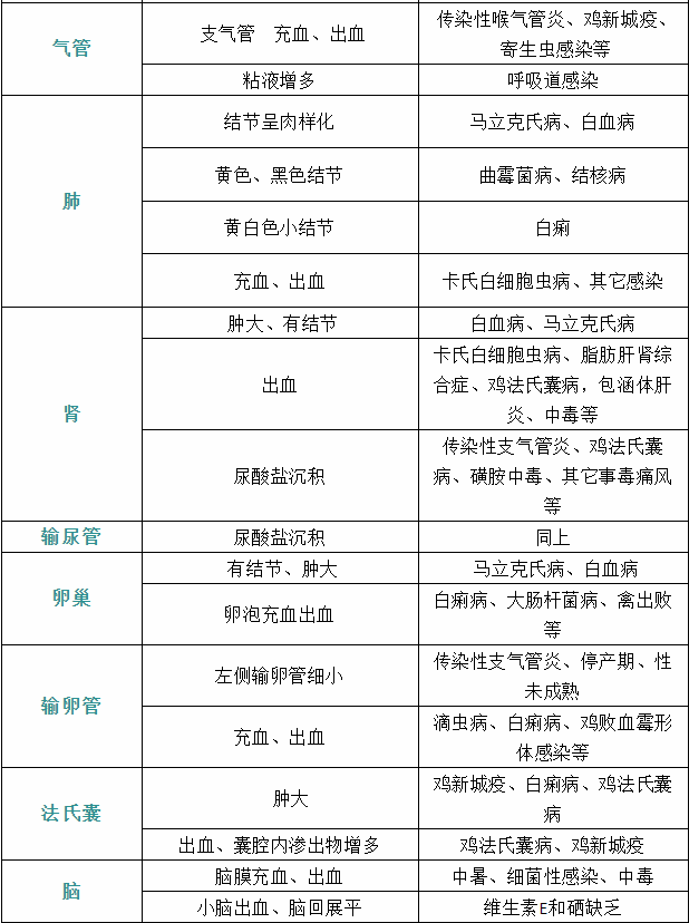 家禽疾病癥狀8